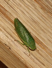 Rugosana querci