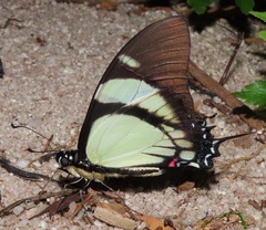 Eurytides callias