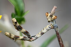 Pseudovates arizonae