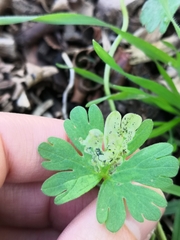 Agromyza nigrescens