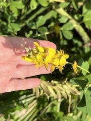 Crotalaria pallida