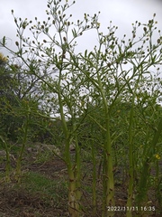 Ranunculus sceleratus