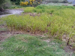 Ranunculus sceleratus