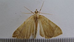 Eulithis testata