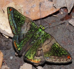 Caria mantinea
