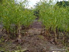 Ranunculus sceleratus