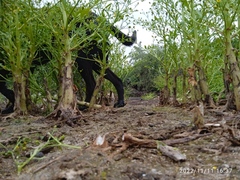 Ranunculus sceleratus