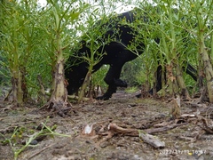 Ranunculus sceleratus