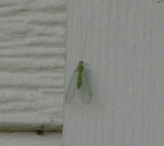 Leucochrysa explorata