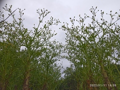 Ranunculus sceleratus