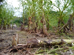 Ranunculus sceleratus