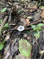 Verrucosporaceae