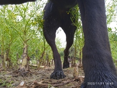 Ranunculus sceleratus