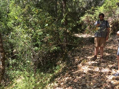 Ceanothus integerrimus