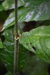 Siparuna grandiflora