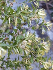 Brickellia laciniata