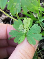 Agromyza nigrescens