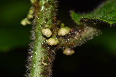 Siparuna grandiflora