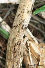 Labidus