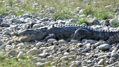 Crocodylus palustris