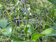 Maianthemum trifolium