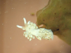 Diaphoreolis flavovulta