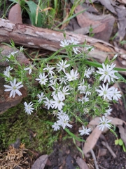 Stellaria pungens