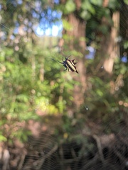Gasteracantha fornicata