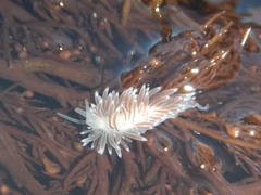 Cuthona divae