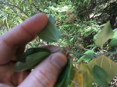 Ceanothus integerrimus