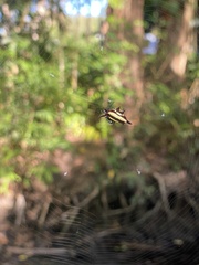 Gasteracantha fornicata