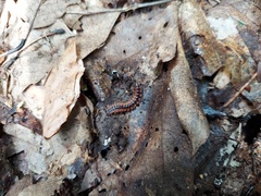 Pseudopolydesmus canadensis