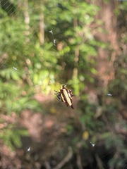Gasteracantha fornicata
