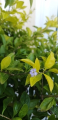 Duranta erecta