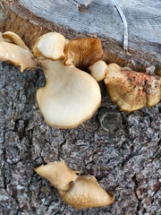 Tapinella panuoides
