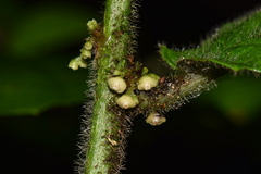 Siparuna grandiflora