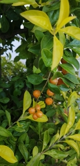 Duranta erecta