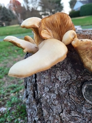 Tapinella panuoides