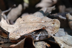 Bitis gabonica