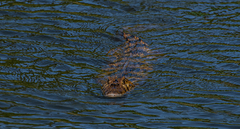 Caiman latirostris