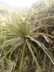 Hechtia
