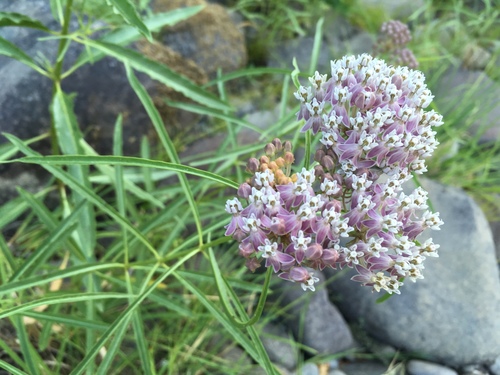 iNaturalist observation photo of narrowleaf milkweed