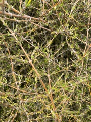 Coprosma rugosa