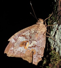 Amphidecta calliomma