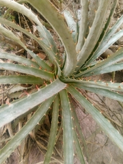 Hechtia