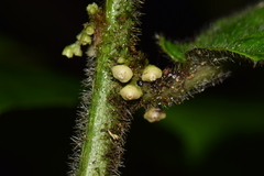 Siparuna grandiflora