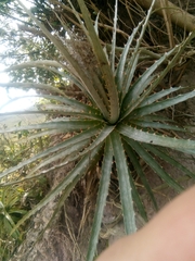 Hechtia