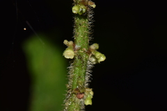 Siparuna grandiflora