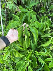 Syngonium angustatum