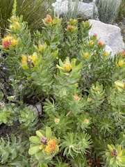 Leucospermum